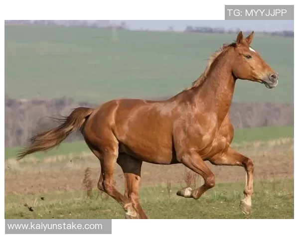 马斯切拉诺盛赞穆勒期待好运降临于明天的比赛
